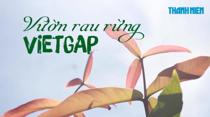 Rau rừng nhà trồng chuẩn VietGAP